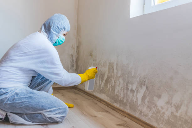Mold Remediation specialist working in Star Tannery