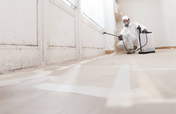 Black mold remediation team in Star Tannery